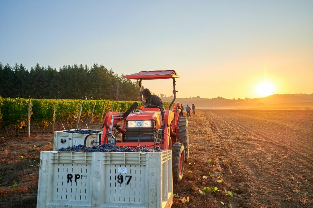 A man drives a forklift that is carrying a large container full of grapes.  Behind him is a vineyard bathed in golden light as the sun rises.