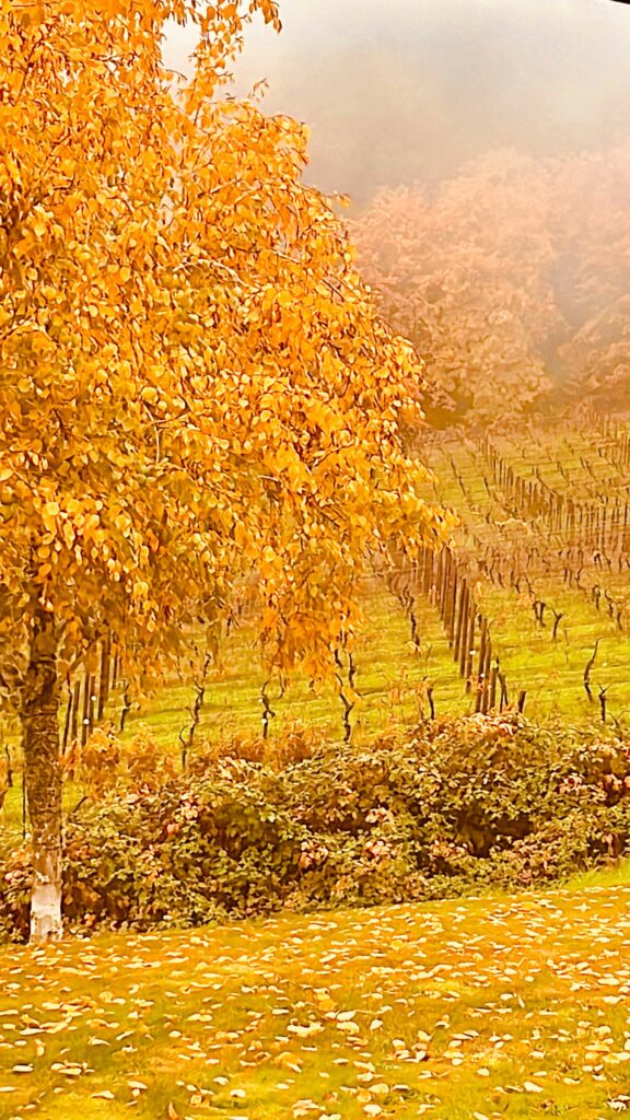 A goldleafed tree is in the foreground and bare grapevines are in the background.  There is a golden hue to the image.