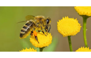 A honey bee lands on a flower.