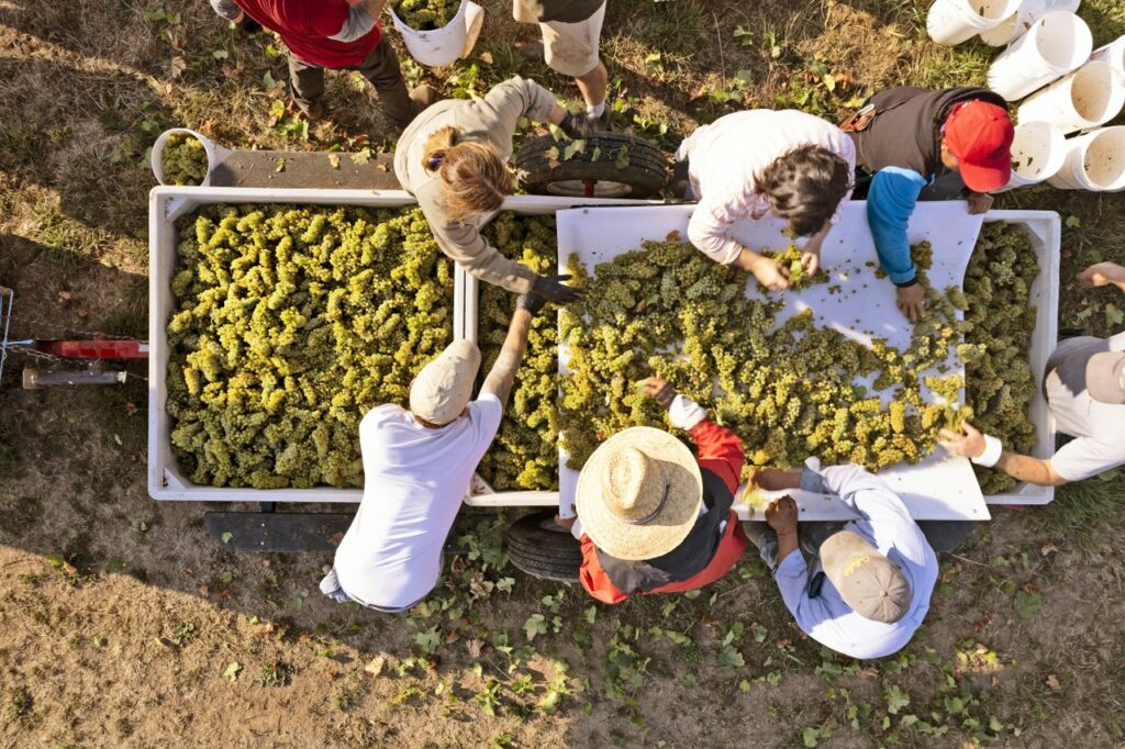 An aerial shot of a group of people standing around a large container filled with green grapes.  They sort the grapes.