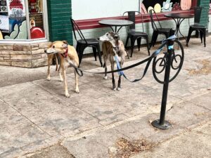 Two greyhound dogs are leashed to a bike rack with a bike-shaped design.