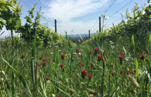 Red clover and long grass grown between wine vines.