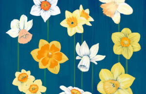 A teal graphic with several different types of daffodils