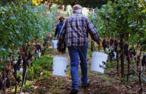 A person in a ball cap and a flannel shirt carries a 5 gallon bucket in each hand, walking between rows of grape vines.