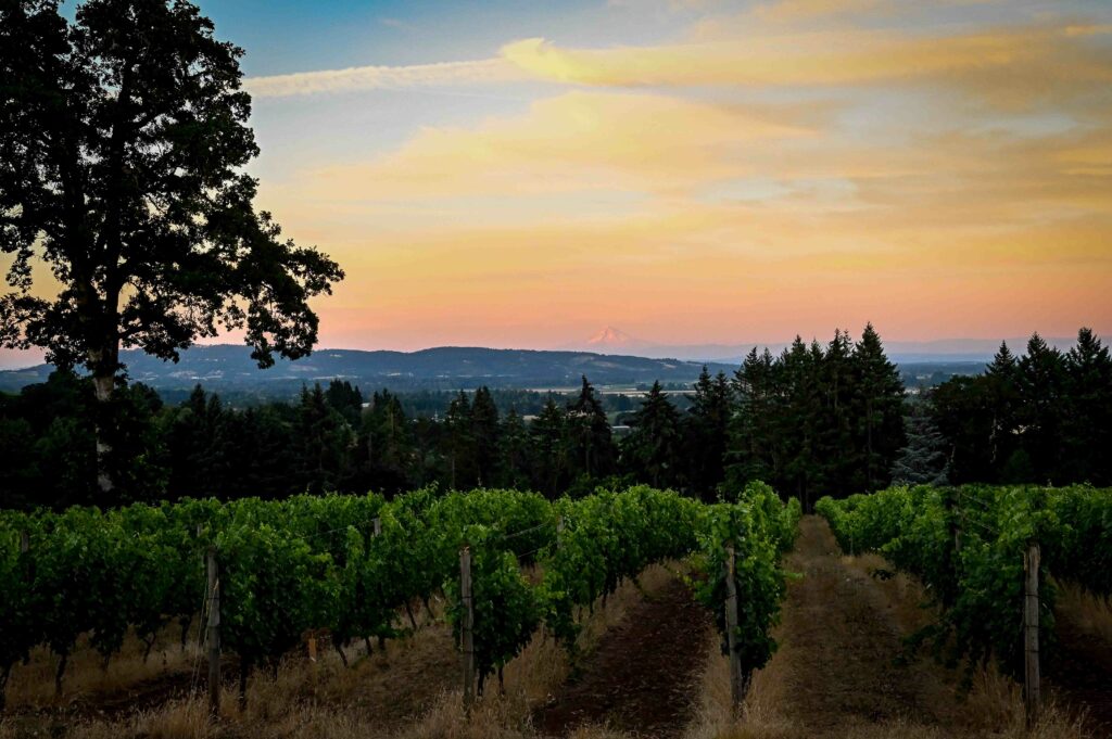 A sunset view of a vineyard.  There are trees and rolling hills in the distance.  You can make out Mount Hood in the far distance.  The sky has soft clouds that take on the pinks and oranges of the sunset.