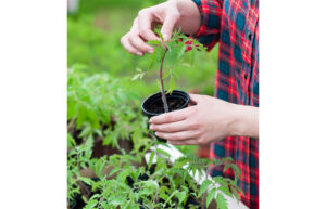 A person picks up a tomato plant starter from among many.