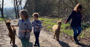 Two boys and a woman each take an alpaca for a walk.