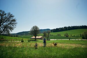 A person is walking out on a farm with their two dogs.