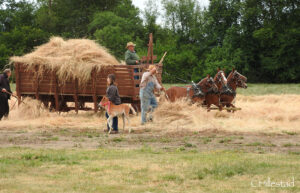 A trailer full of hay drawn by 3 horses. A man is on the trailer and another is scooping hay into the trailer.