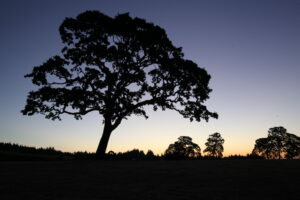 The silhouette of a large oak tree against a dusky sky.