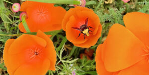 A bee flies into an orange poppy.