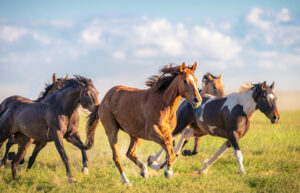 Wild horses running in a sunny field