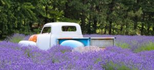 An old fashioned truck is nested in a field of blooming lavender.