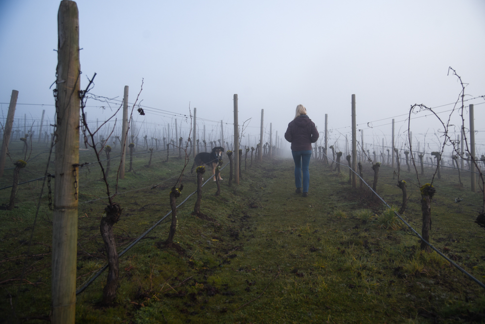 A person and a dog walk between rows of grapevines.  It is very foggy in the distance with low visibility.