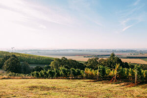 A sweeping view of a winery under a blue sunny sky.