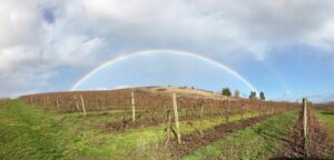 A rainbow frames the grape vines at Yamhill Valley Vineyards in the spring.